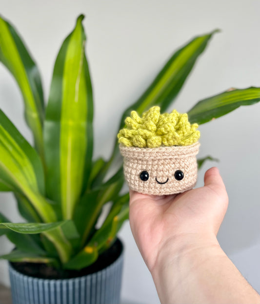 Small Succulent *READY TO SHIP